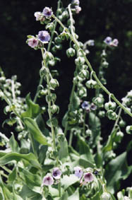 Cynoglossum creticum